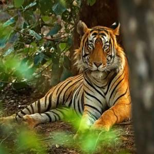 RANTHAMBORE TOUR