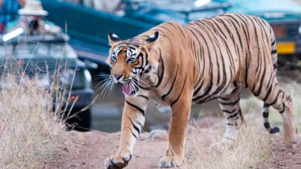 jawai-leopard-safari