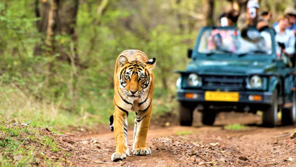 kumbhalgarh-wildlife